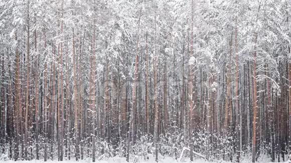 在松林中的大自然中下雪视频的预览图