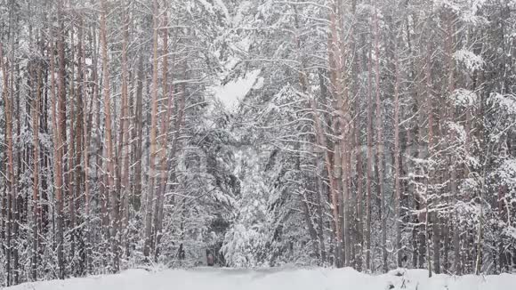在松林中的大自然中下雪视频的预览图