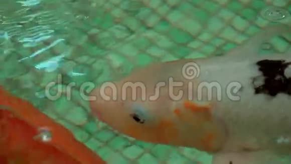 异国水族馆的鱼游泳视频的预览图