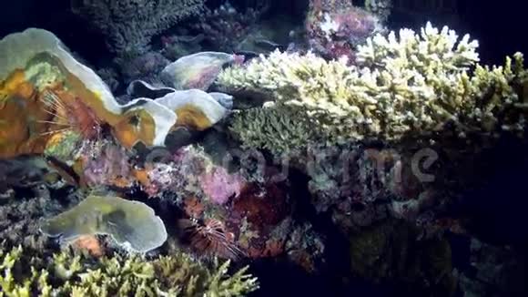 夜晚珊瑚礁的水下景观海视频的预览图