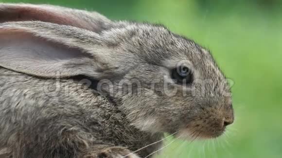 兔子美丽的野生动物视频的预览图