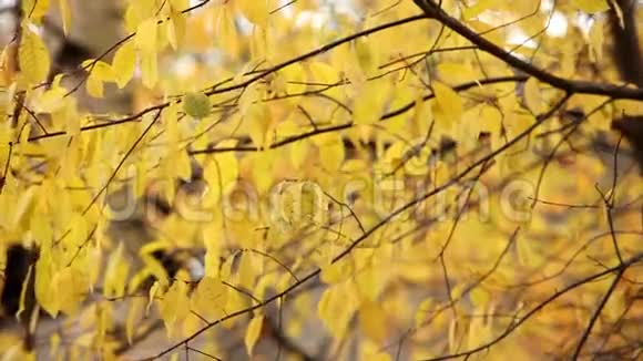 黄色的秋叶视频的预览图