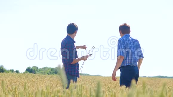 老两个农民正在探索人麦田夏在田麦面包慢视频智能农业视频的预览图