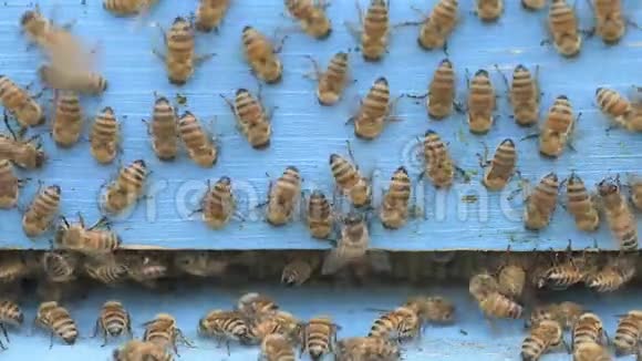 蜜蜂清洗木制的入口视频的预览图