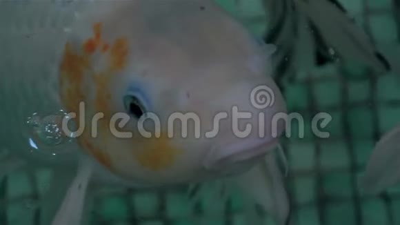 异国水族馆的鱼游泳视频的预览图