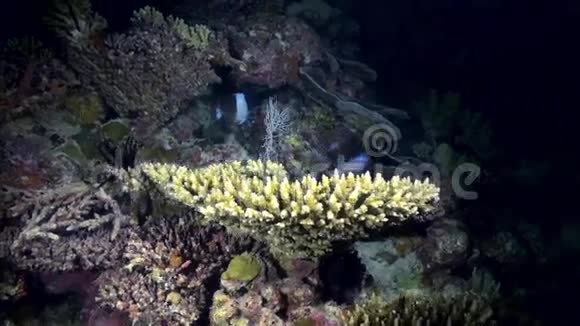 夜晚珊瑚礁的水下景观海视频的预览图