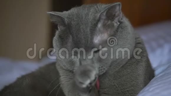 英国品种的猫用舌头清洁自己躺在床上白色视频的预览图