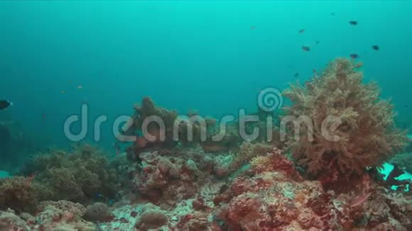 在珊瑚礁上的鳄鱼4k视频的预览图
