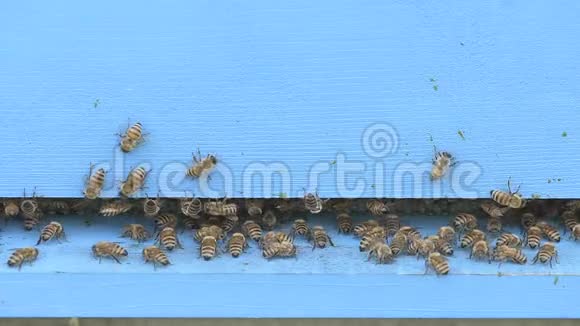蜜蜂清洗木制的入口视频的预览图