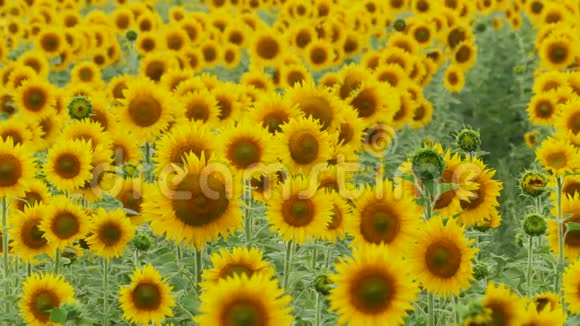 田野里的向日葵在风中摇曳视频的预览图
