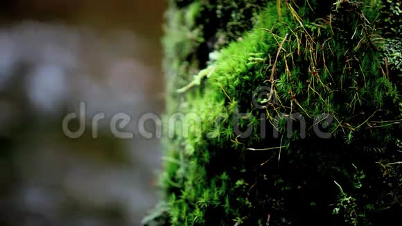 苔藓和溪流视频的预览图