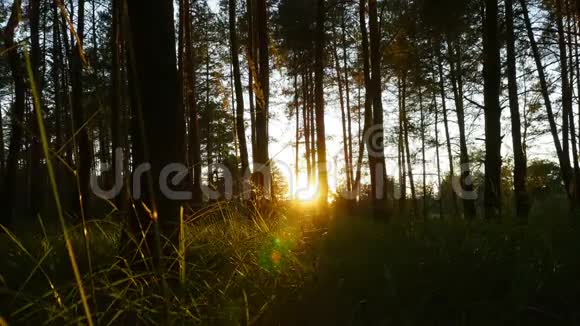 夕阳穿过树林时光飞逝视频的预览图