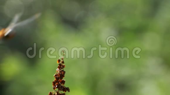 绿色植物背景下红色蜻蜓分支视频的预览图
