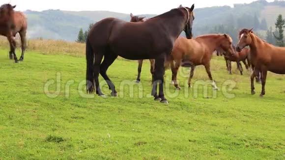 绿色草地上美丽的马视频的预览图