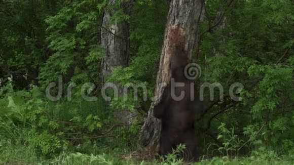 棕色熊在森林里视频的预览图