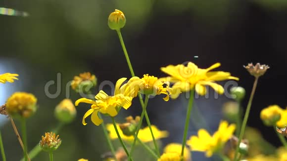 黄色花朵开花植物自然视频的预览图