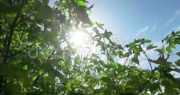 森林树木的轮廓和绿色的春天夏天的叶子在白天的天空太阳耀斑的光线在森林中飞过自然视频的预览图