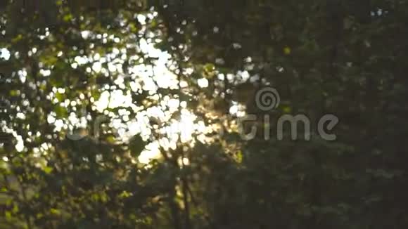 夏天美丽的日落视频的预览图