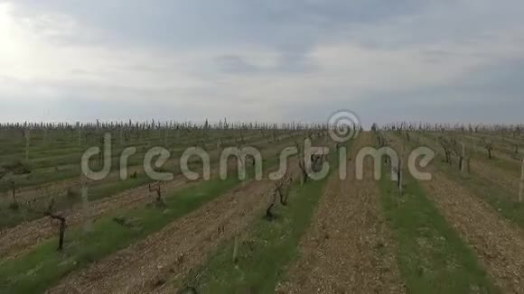 用无人机在空中拍摄收获作物的工业画面葡萄园收获农业的一排又一排视频的预览图