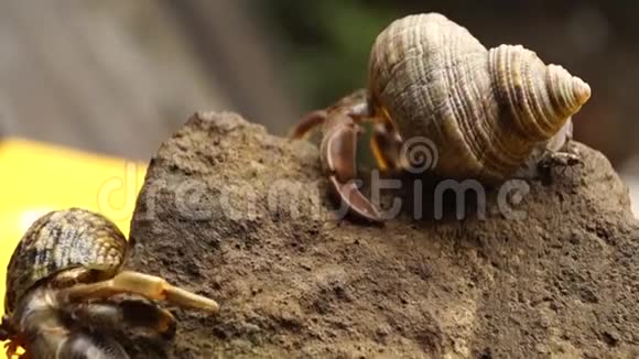 隐士蟹挣扎着爬上岩石视频的预览图