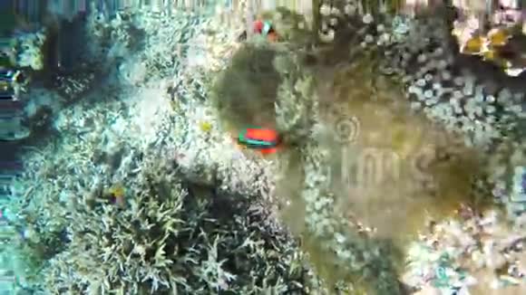 海葵和小丑鱼视频的预览图