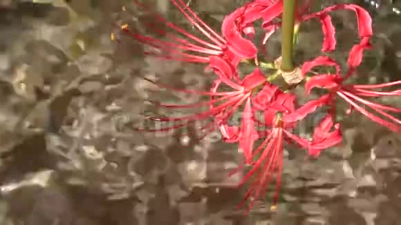 红蜘蛛百合花视频的预览图