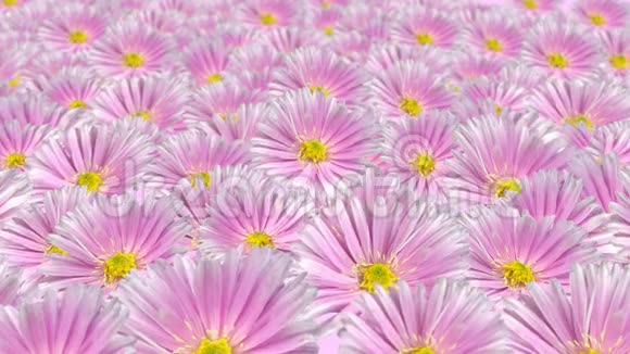无缝紫罗兰花背景环视频的预览图