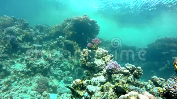 水肺热带鱼视频的预览图