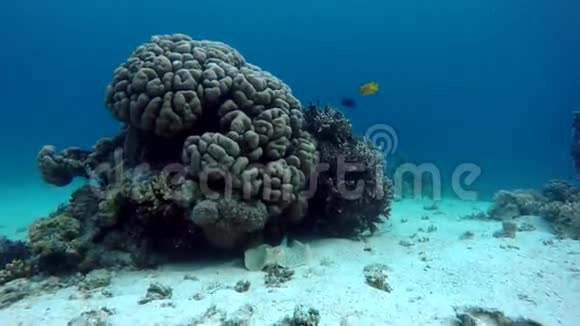 珊瑚热带鱼视频的预览图