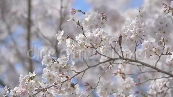 樱花在日本东京昭和金恩公园视频的预览图