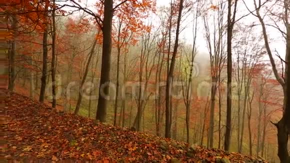 秋天的森林小径视频的预览图
