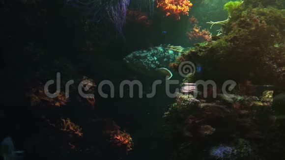 五颜六色的热带鱼在其他海洋生物附近游泳视频的预览图