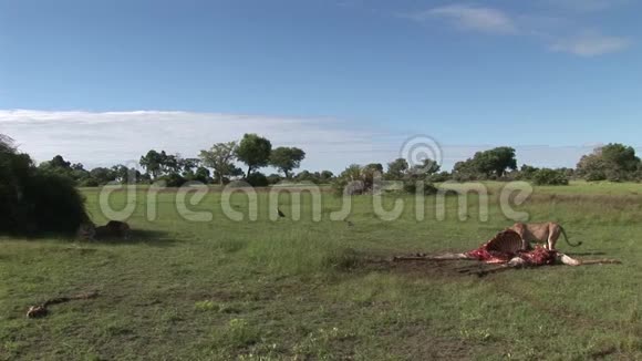 野生狮鹫和狮子吃长颈鹿非洲热带草原肯尼亚视频的预览图