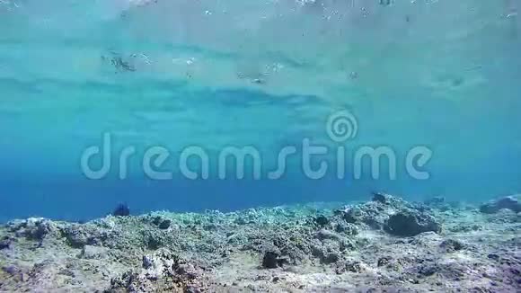 埃及红海中的海洋生物背景视频的预览图