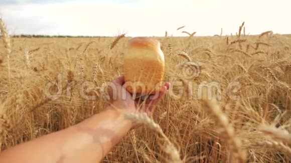人类在麦田里拿着面包慢动作视频生活方式小麦领域的成功农学家收获时间视频的预览图