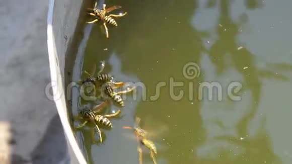 黄蜂波兰人喝水黄蜂从锅里喝水在水面上游泳不要下沉视频的预览图