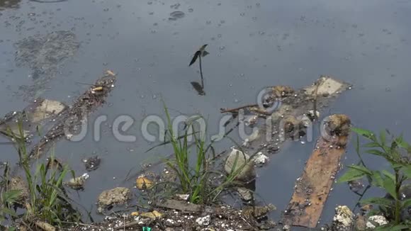 大量垃圾污染我们的水域视频的预览图