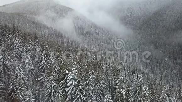 在白雪覆盖的云杉林上的鸟瞰冬天的山景喀尔巴阡山脉乌克兰视频的预览图