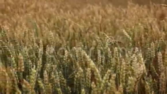 田间生长的小麦视频的预览图