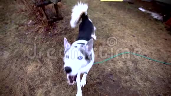快乐的阿拉斯加蓝眼睛哈士奇狗视频的预览图