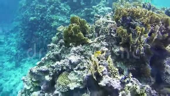 埃及红海的珊瑚礁视频的预览图