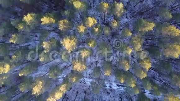 雪覆盖的冬季冰冻森林的鸟瞰图视频的预览图