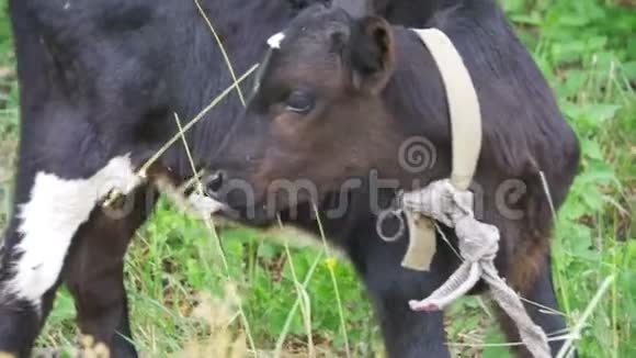 美丽的牛在村附近的草地上放牧慢动作视频的预览图