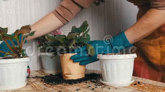 戴着蓝色手套的女性将紫罗兰的家花移植到新的美丽的米色花盆中视频的预览图