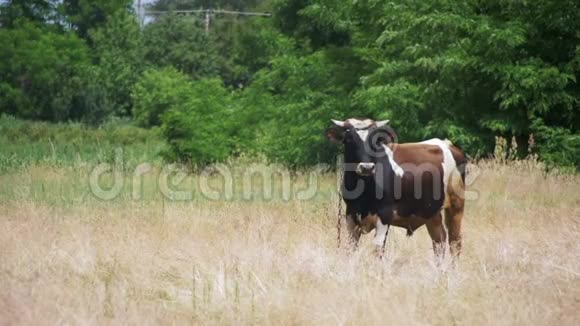美丽的牛在村附近的草地上放牧慢动作视频的预览图