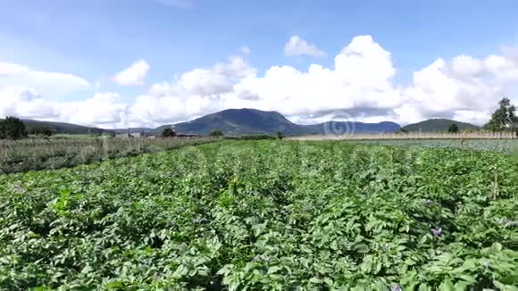 越南拉姆省大拉特市顿渡区马铃薯农场视频的预览图