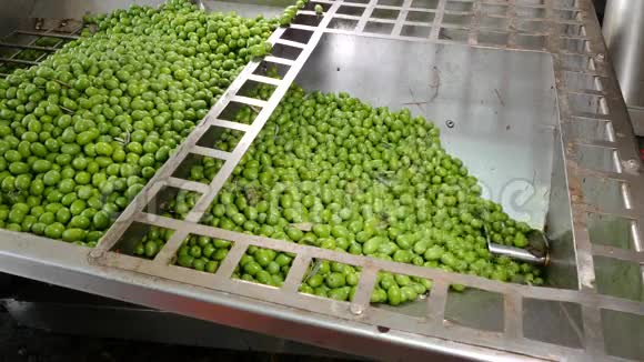 橄榄油生产用绿色橄榄视频的预览图
