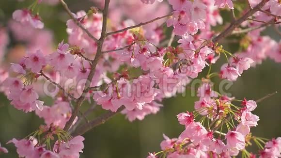 樱花在日本东京昭和金恩公园视频的预览图