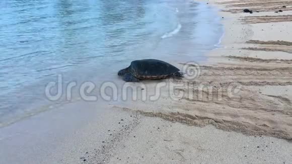 夏威夷考艾岛上的波普海滩黎明时的海龟视频的预览图