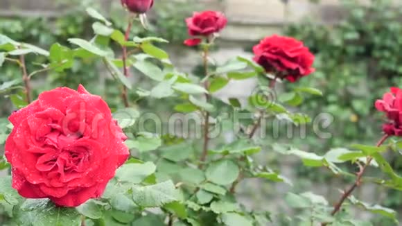 鲜花花园里的红玫瑰视频的预览图